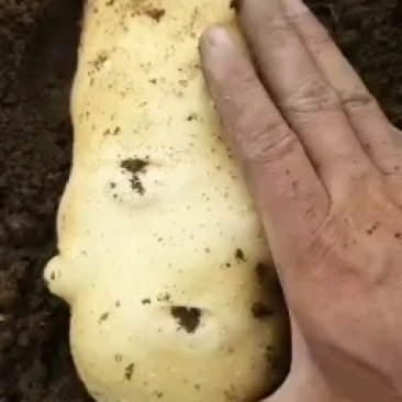 山东临沂土豆质量一级，颜色好看，千亩产业基地。