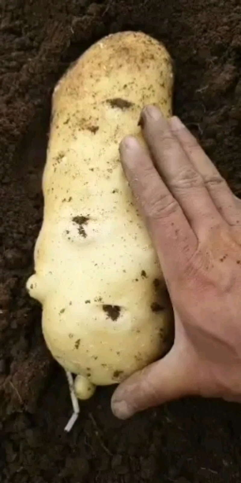 山东临沂土豆质量一级，颜色好看，千亩产业基地。