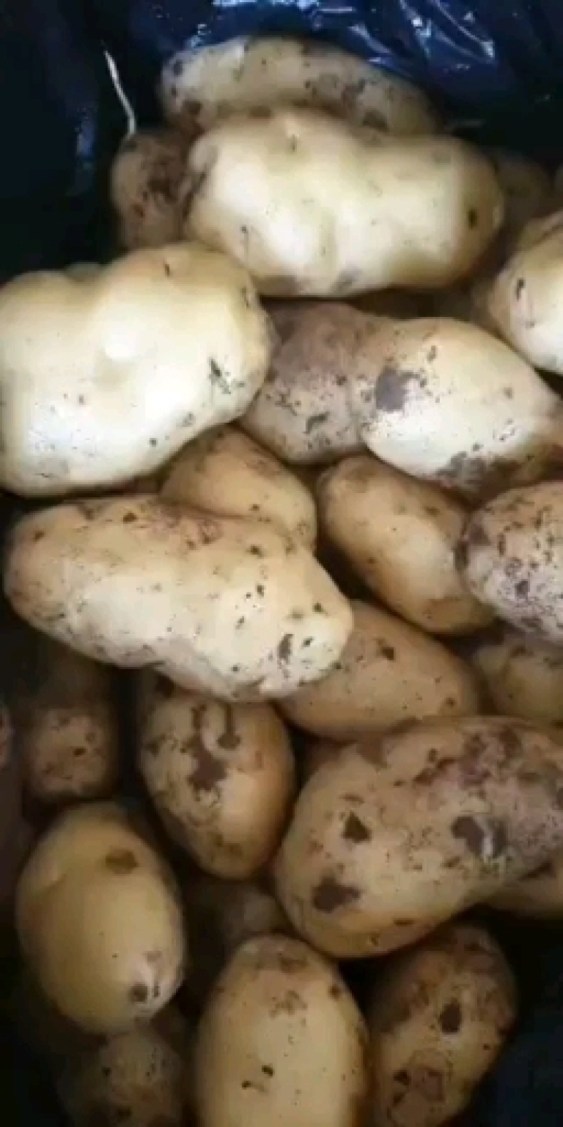 山东临沂土豆质量一级，颜色好看，千亩产业基地。