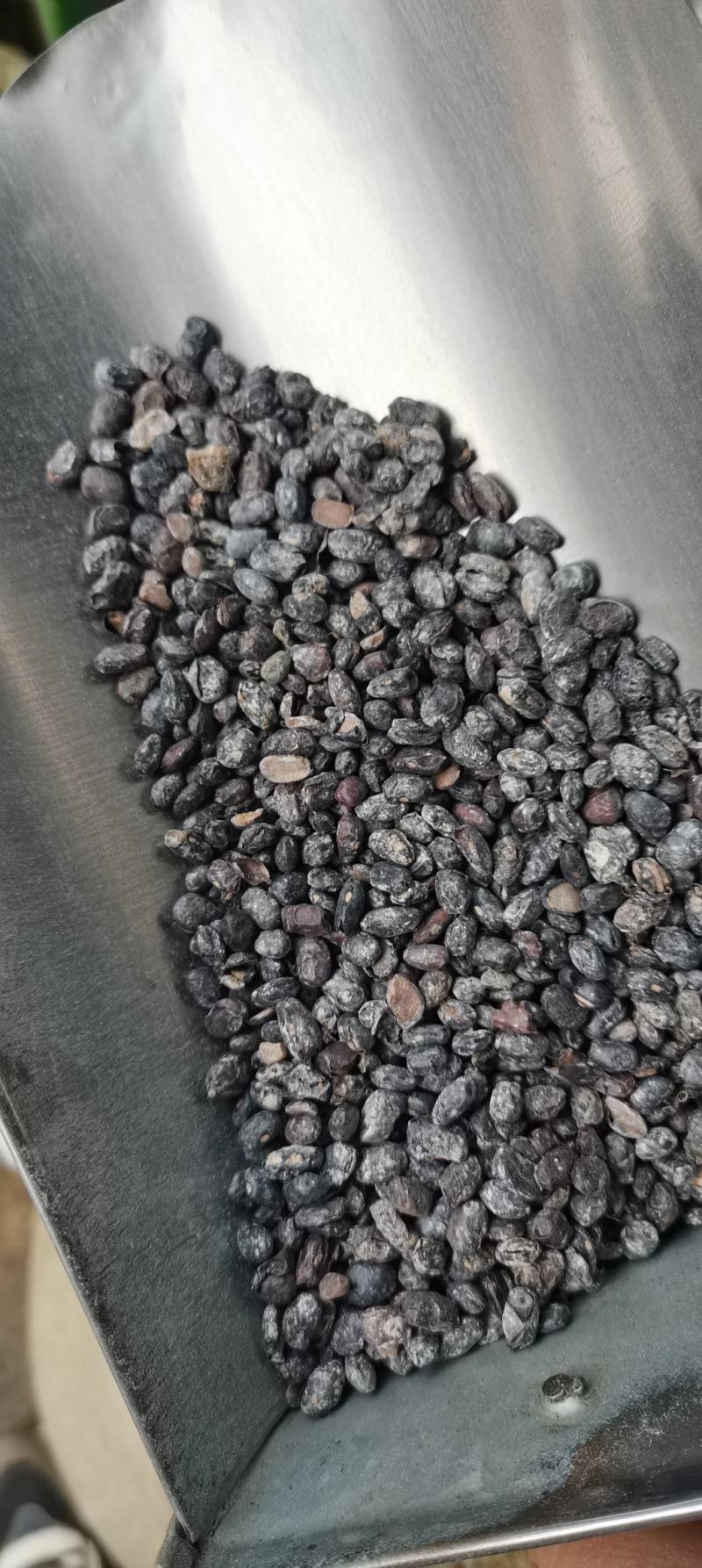 淡豆豉药用淡豆豉干豆豉无硫中药材