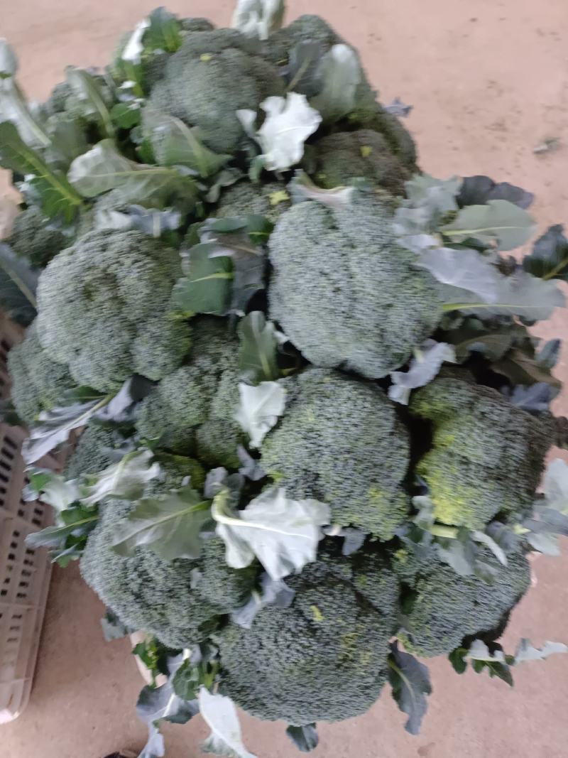 【精品】山东西兰花无黑点品质保证价格优惠产地现货