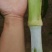 高产巨菌草种节，高蛋白新型巨菌草种节极速发货全国包邮