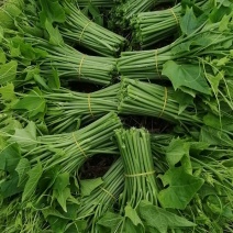 佛手瓜尖又名龙须菜