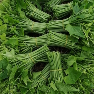 佛手瓜尖又名龙须菜