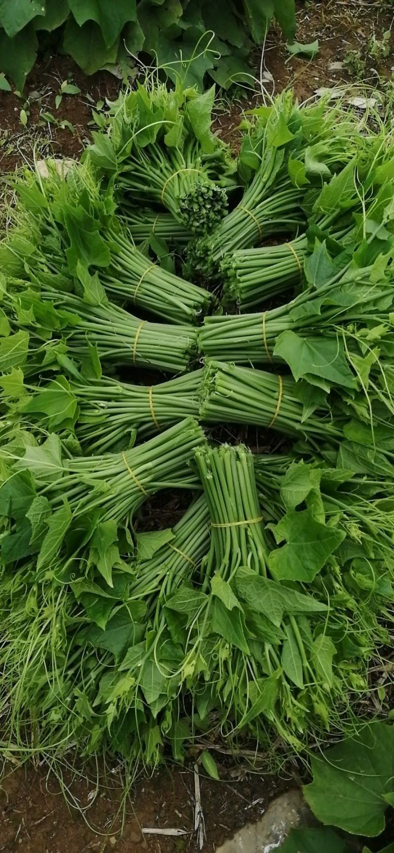 佛手瓜尖又名龙须菜