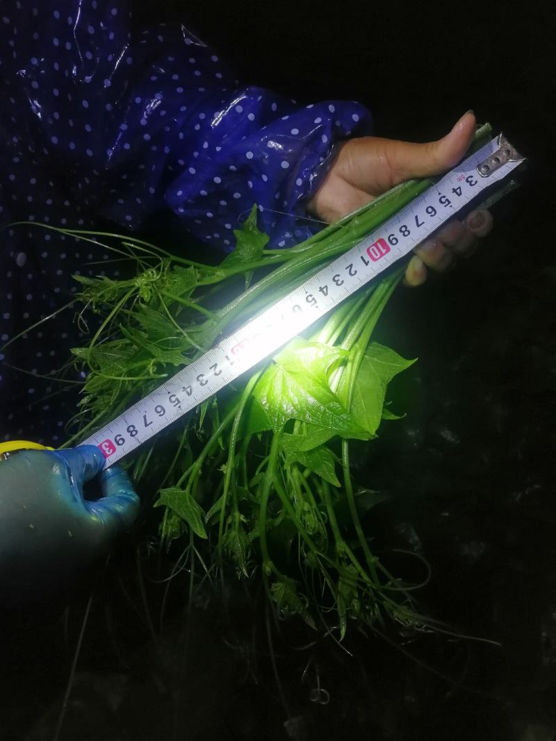 佛手瓜尖又名龙须菜