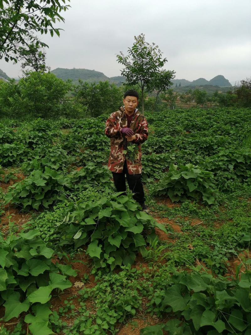 佛手瓜尖又名龙须菜