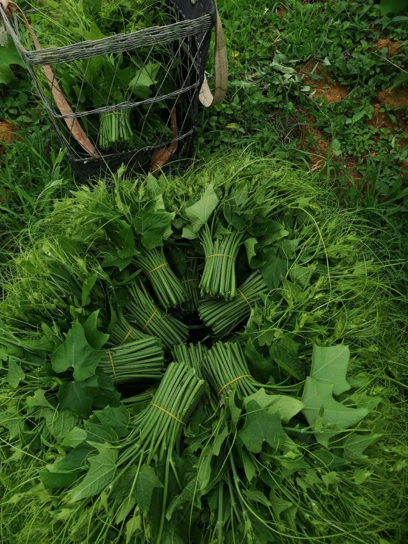 佛手瓜尖又名龙须菜