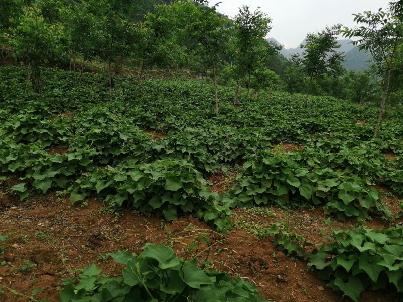 佛手瓜尖又名龙须菜