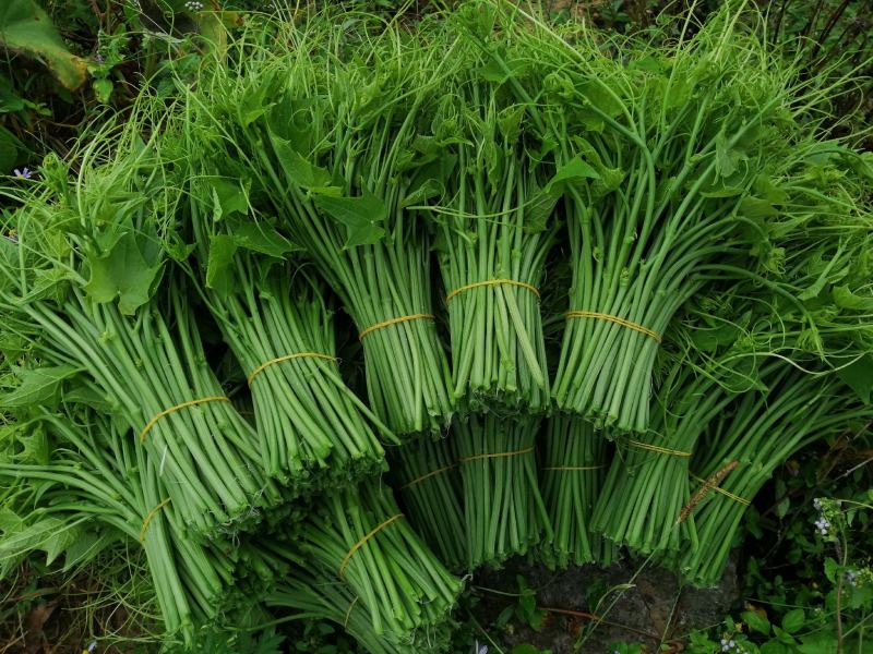 佛手瓜尖又名龙须菜