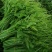 佛手瓜尖又名龙须菜