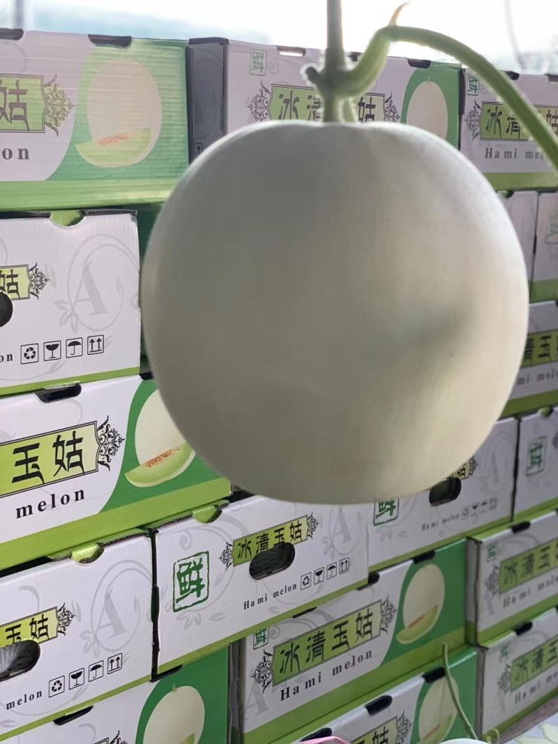 河南万亩甜瓜基地，冰清玉姑火爆上市中，代收，代发