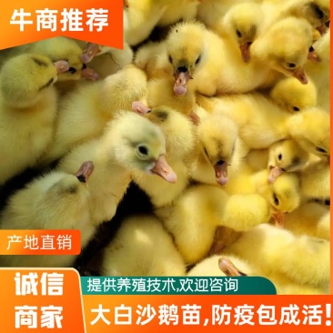 大白沙鹅苗0.5斤以下，常年供应欢迎各地客商来电洽谈