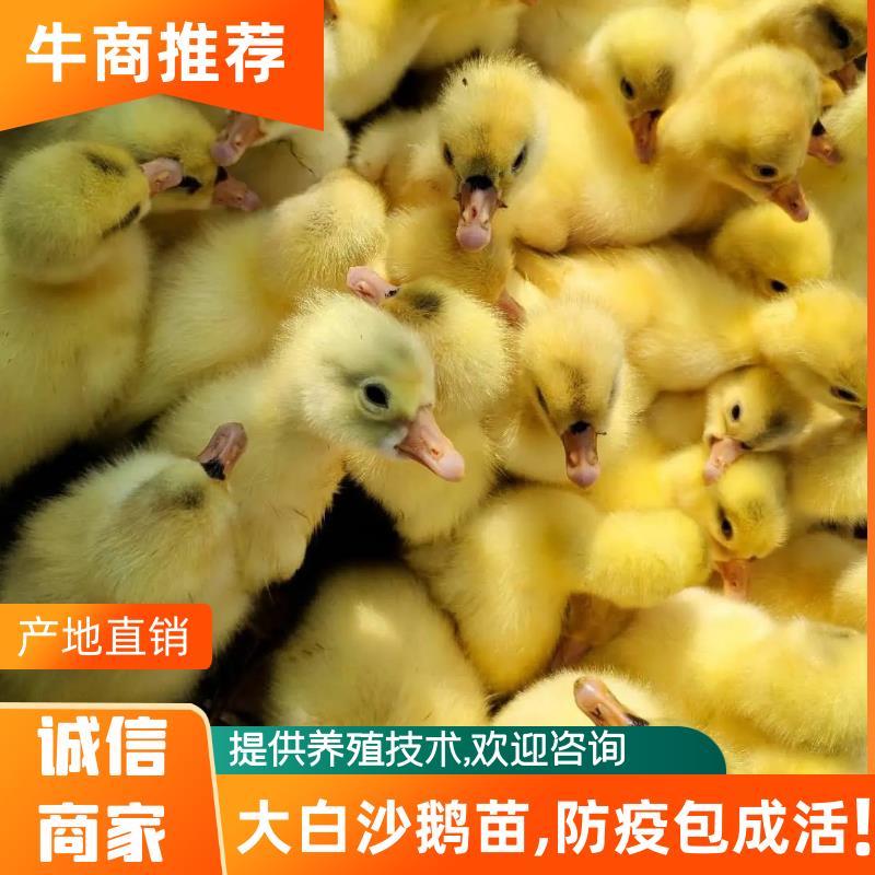 大白沙鹅苗0.5斤以下，常年供应欢迎各地客商来电洽谈