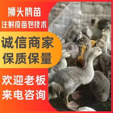狮头鹅苗出售，包技术，包回收，欢迎来电洽谈