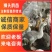 狮头鹅苗出售，包技术，包回收，欢迎来电洽谈
