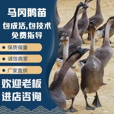【灰鹅苗,马岗鹅】包成活率,包技术,免费指导,厂家直销