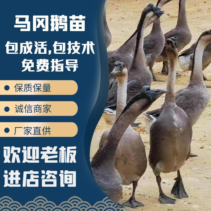 【灰鹅苗，马岗鹅】包成活率，包技术，免费指导，厂家直销