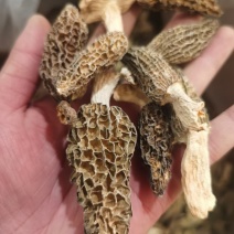 野生羊肚菌