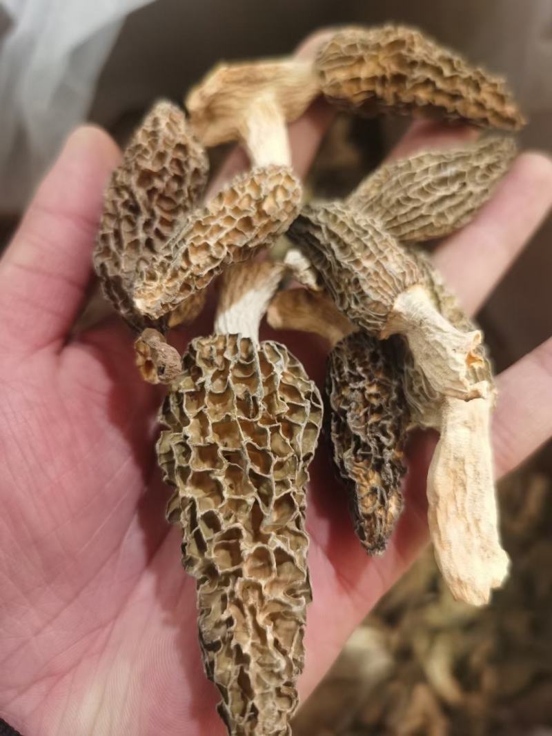 野生羊肚菌