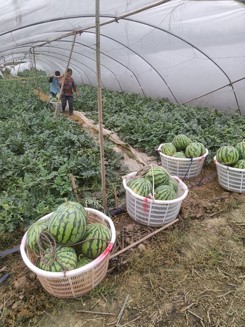 云南省盈江县大棚西瓜种植基地