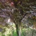 红叶李