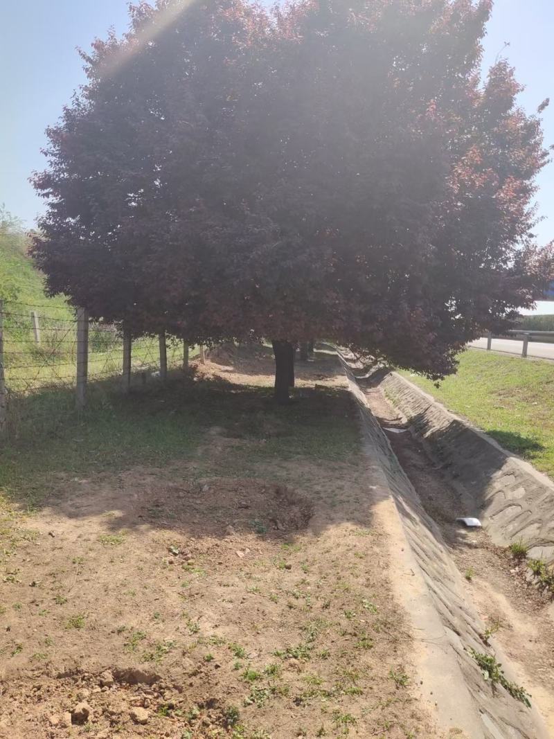 红叶李