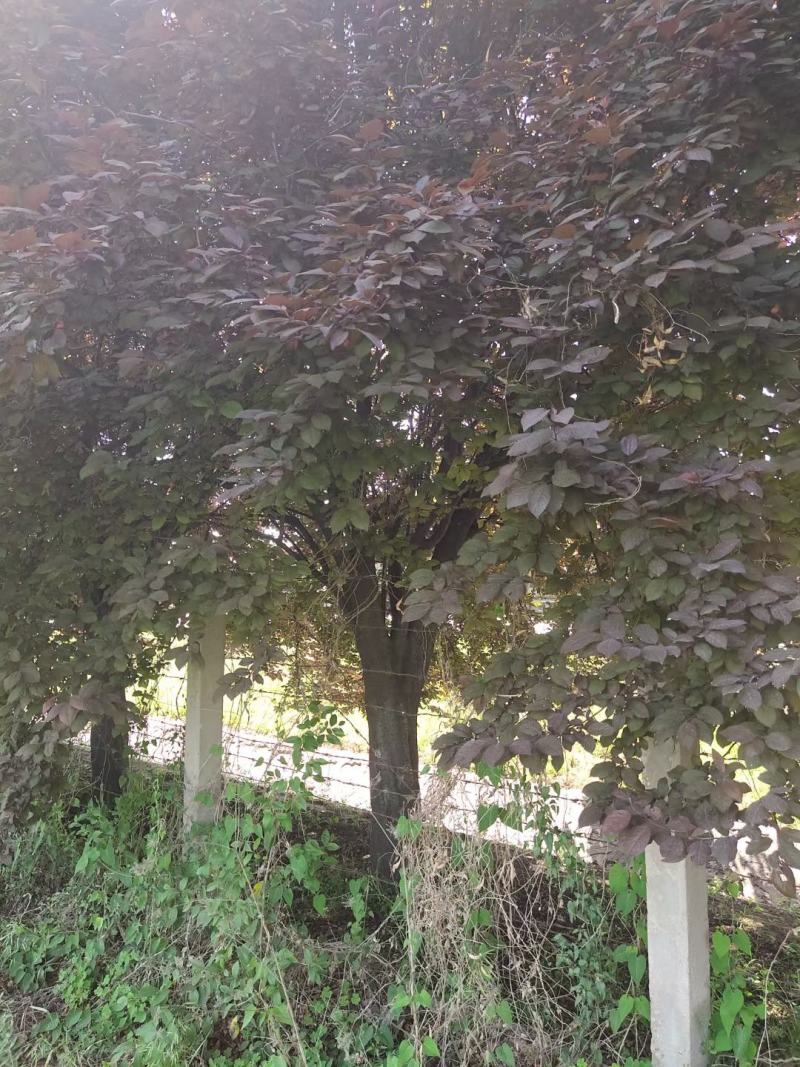 红叶李