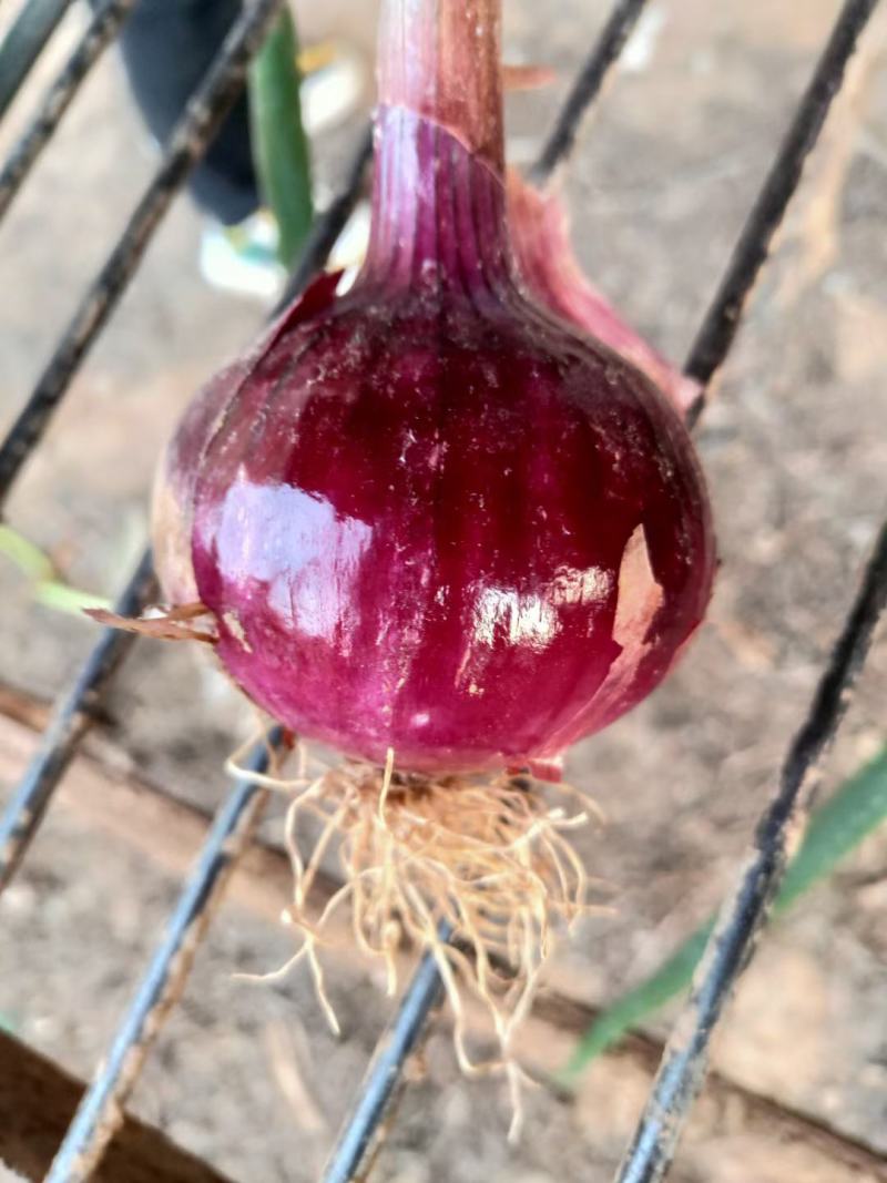 洋葱精品早熟洋葱万亩蔬菜基地大量供应洋葱