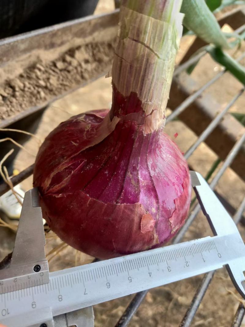 洋葱精品早熟洋葱万亩蔬菜基地大量供应洋葱