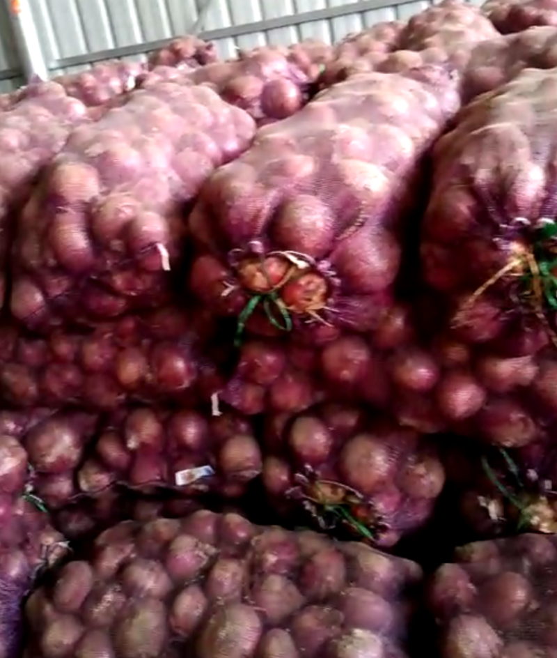 洋葱精品早熟洋葱万亩蔬菜基地大量供应洋葱