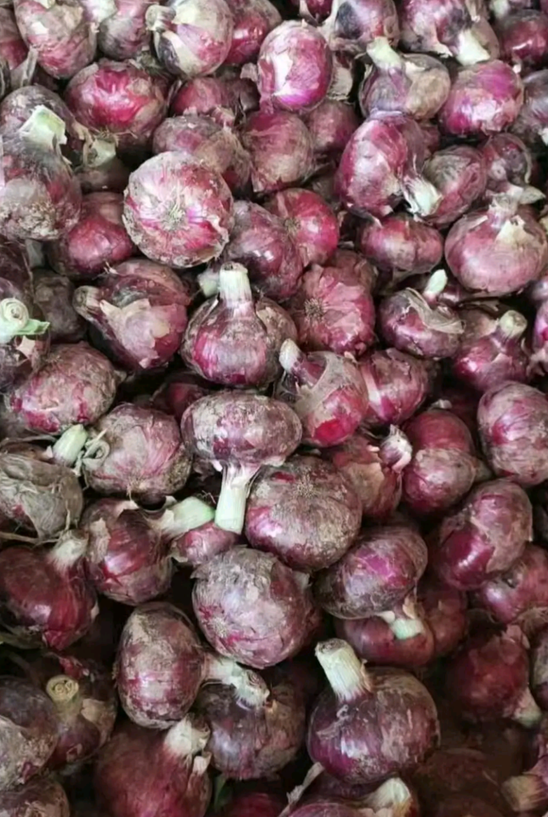 洋葱精品早熟洋葱万亩蔬菜基地大量供应洋葱