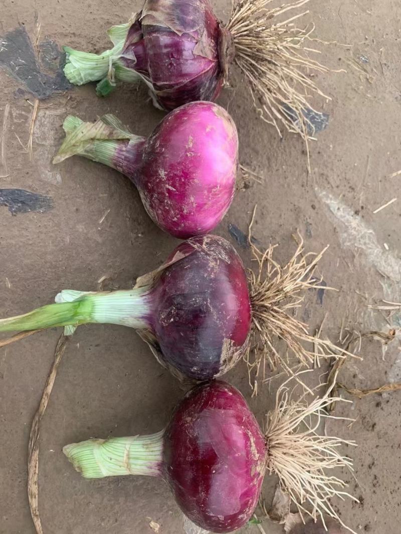 洋葱二红精品洋葱大量供应一手供货货源万亩蔬菜基地