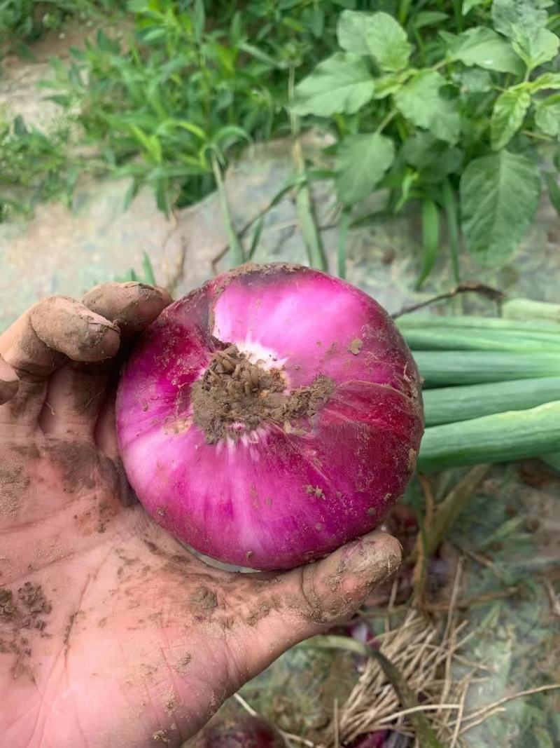 洋葱二红精品洋葱大量供应一手供货货源万亩蔬菜基地