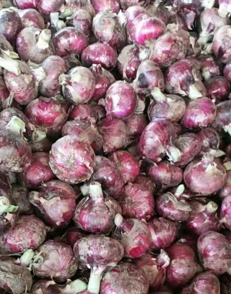 洋葱二红精品洋葱大量供应一手供货货源万亩蔬菜基地