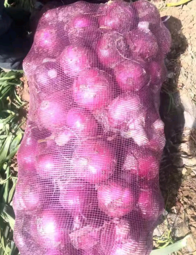 洋葱二红精品洋葱大量供应一手供货货源万亩蔬菜基地