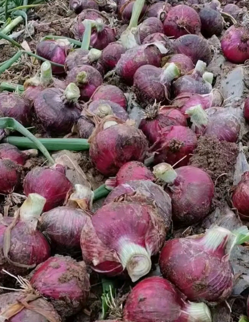 洋葱二红精品洋葱大量供应一手供货货源万亩蔬菜基地