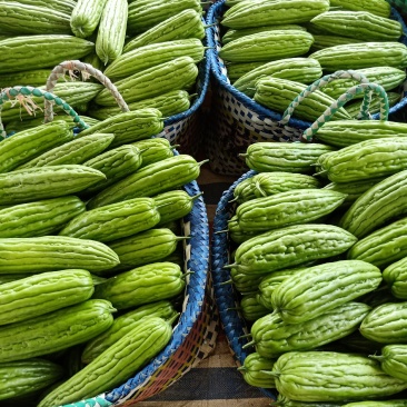 苦瓜豆角大量
