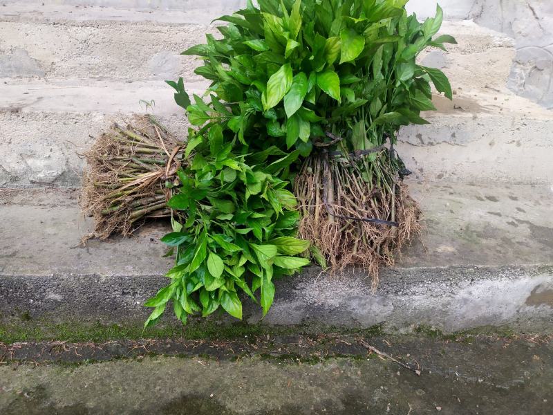 优质南板蓝根苗出售，种一年管三年。
