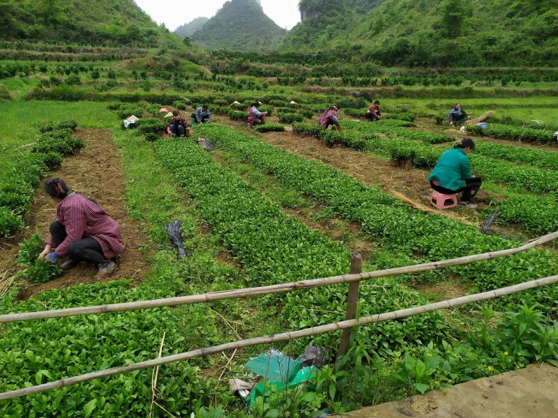 优质南板蓝根苗出售，种一年管三年。
