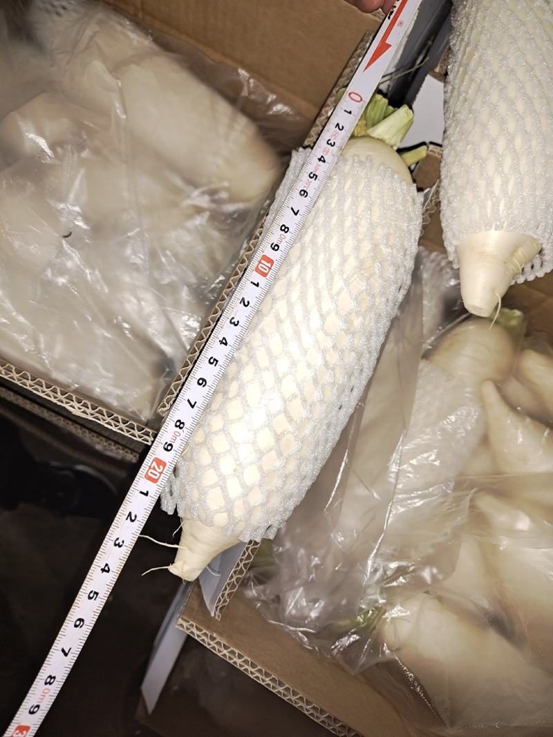 专业出口白萝卜，一级品质，专业加工，承接全世界订单