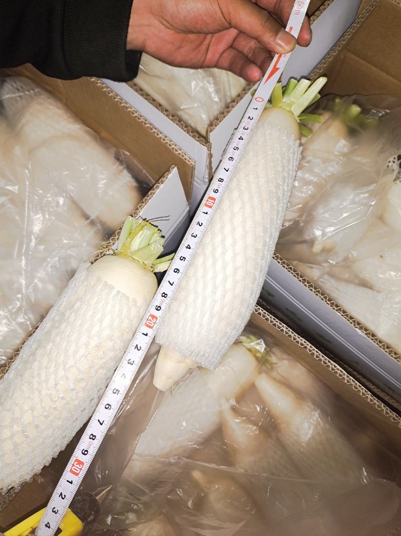 专业出口白萝卜，一级品质，专业加工，承接全世界订单
