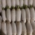 专业出口白萝卜，一级品质，专业加工，承接全世界订单