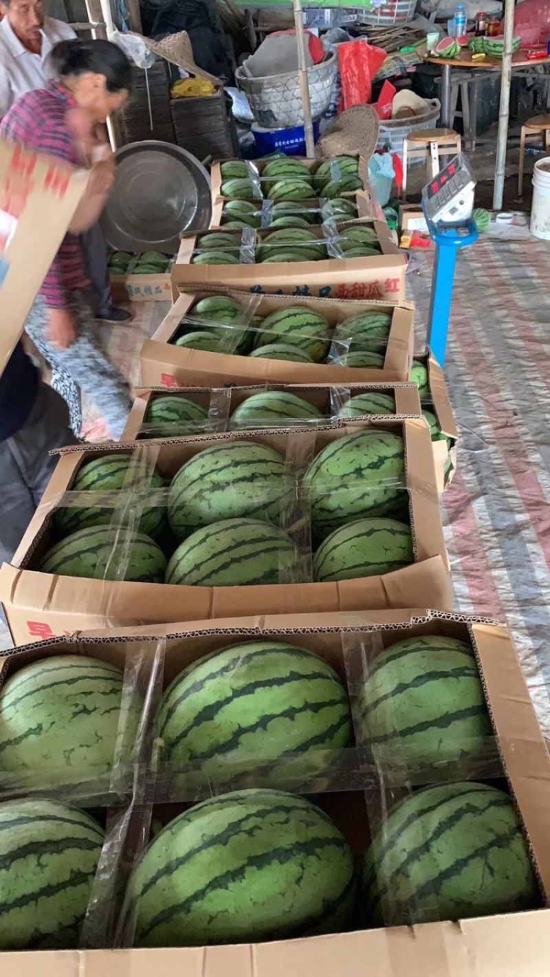 早春红玉物美价廉全国发货