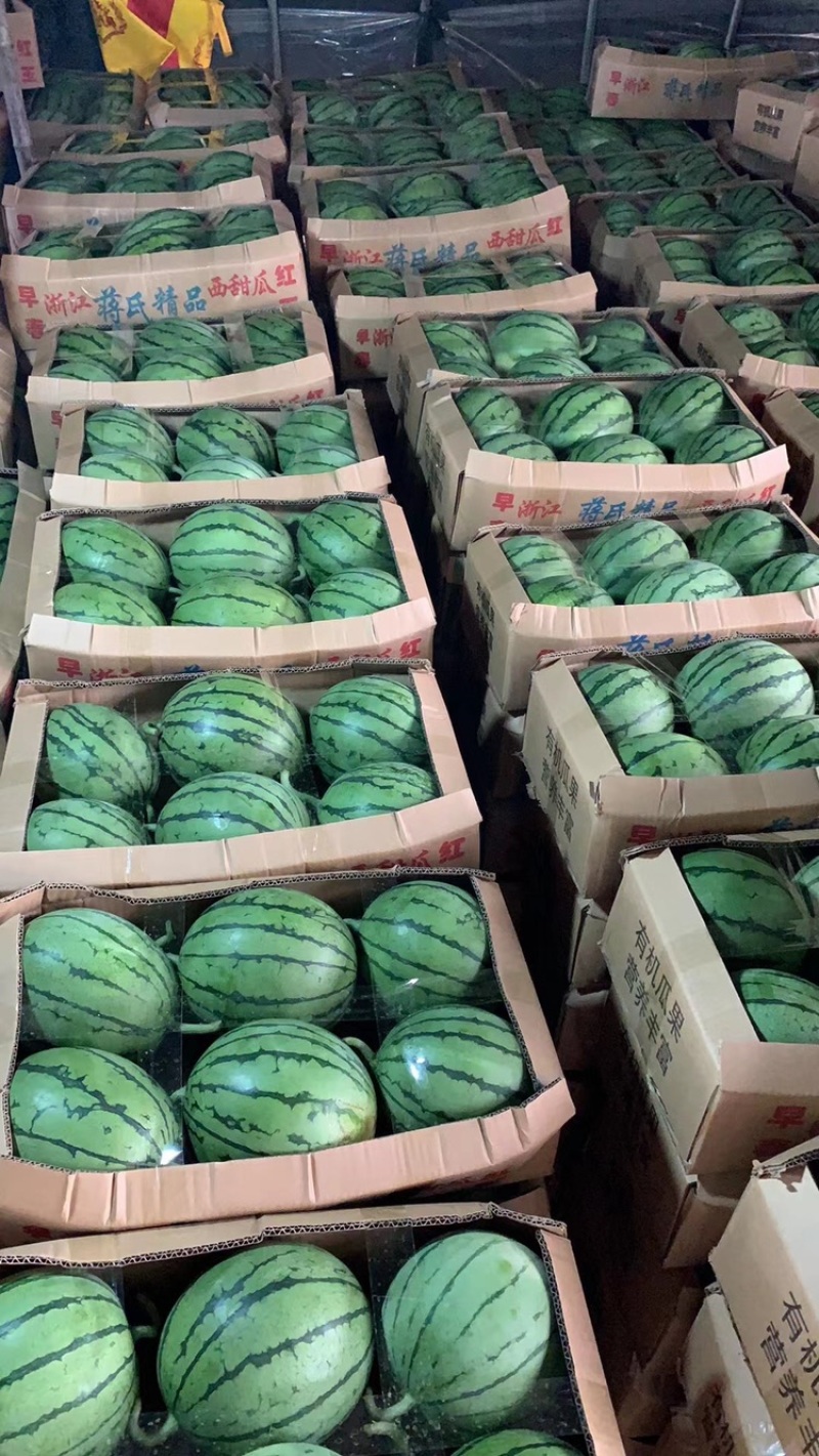 早春红玉物美价廉全国发货