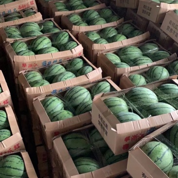 早春红玉物美价廉全国发货