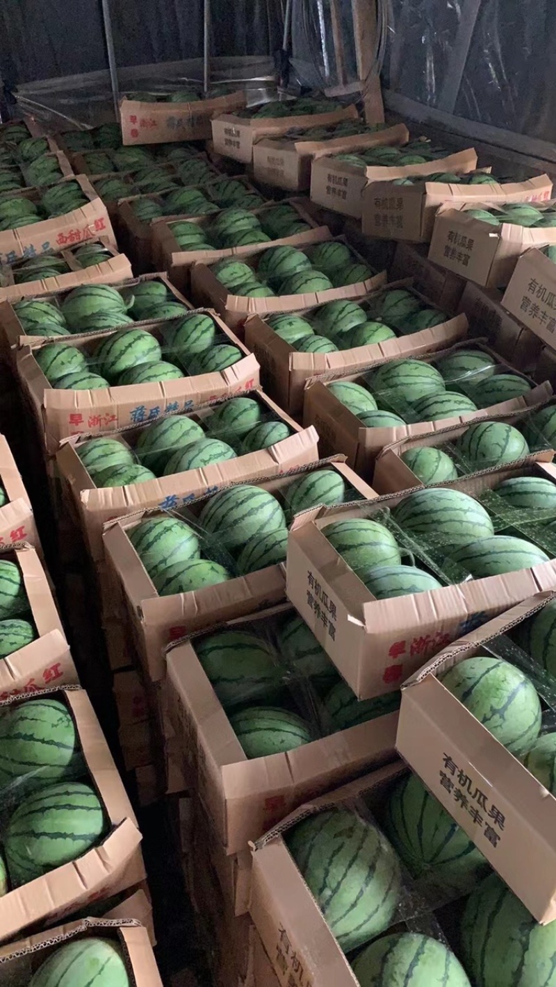早春红玉物美价廉全国发货