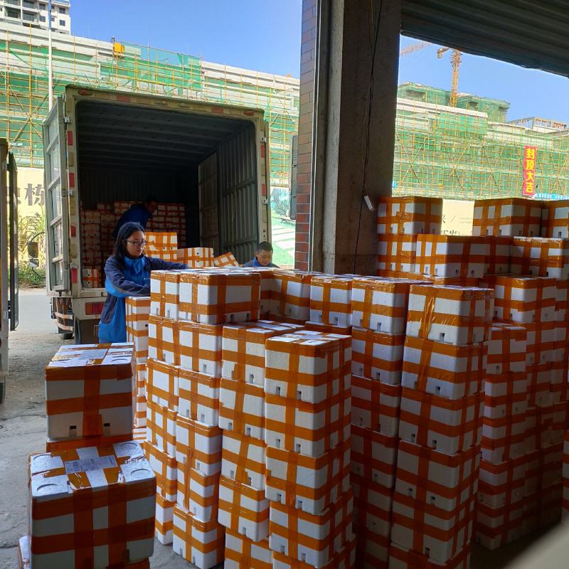 2022台农紫一号色百香果紫香一号正式上市中【一件代发】