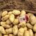 精品希森土豆大量上市，黄心黄皮三两起步，价格便宜，质量优
