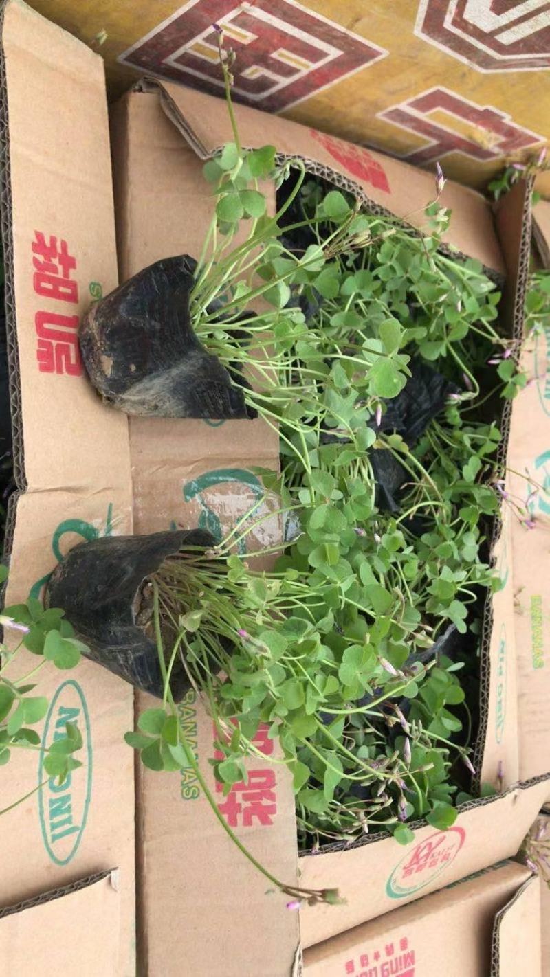 炸浆草红花炸浆草紫叶炸浆草需要的欢迎询价